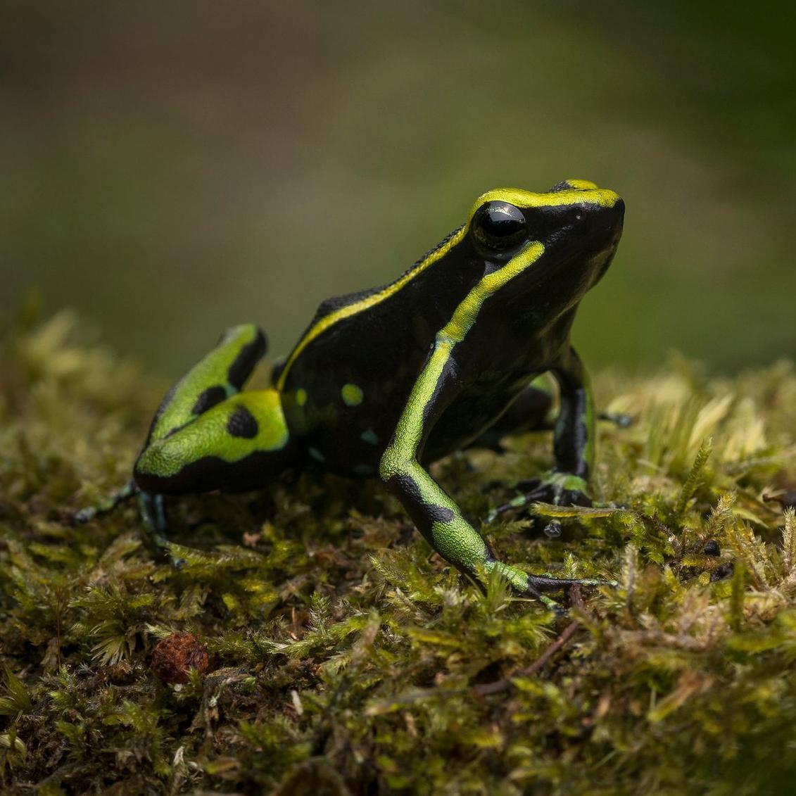 Sapo-flecha, com coloração preta, verde e amarela, de perfil