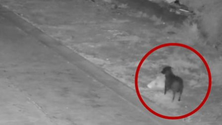 Italian authorities accuse man of training dog to illegally dump his rubbish