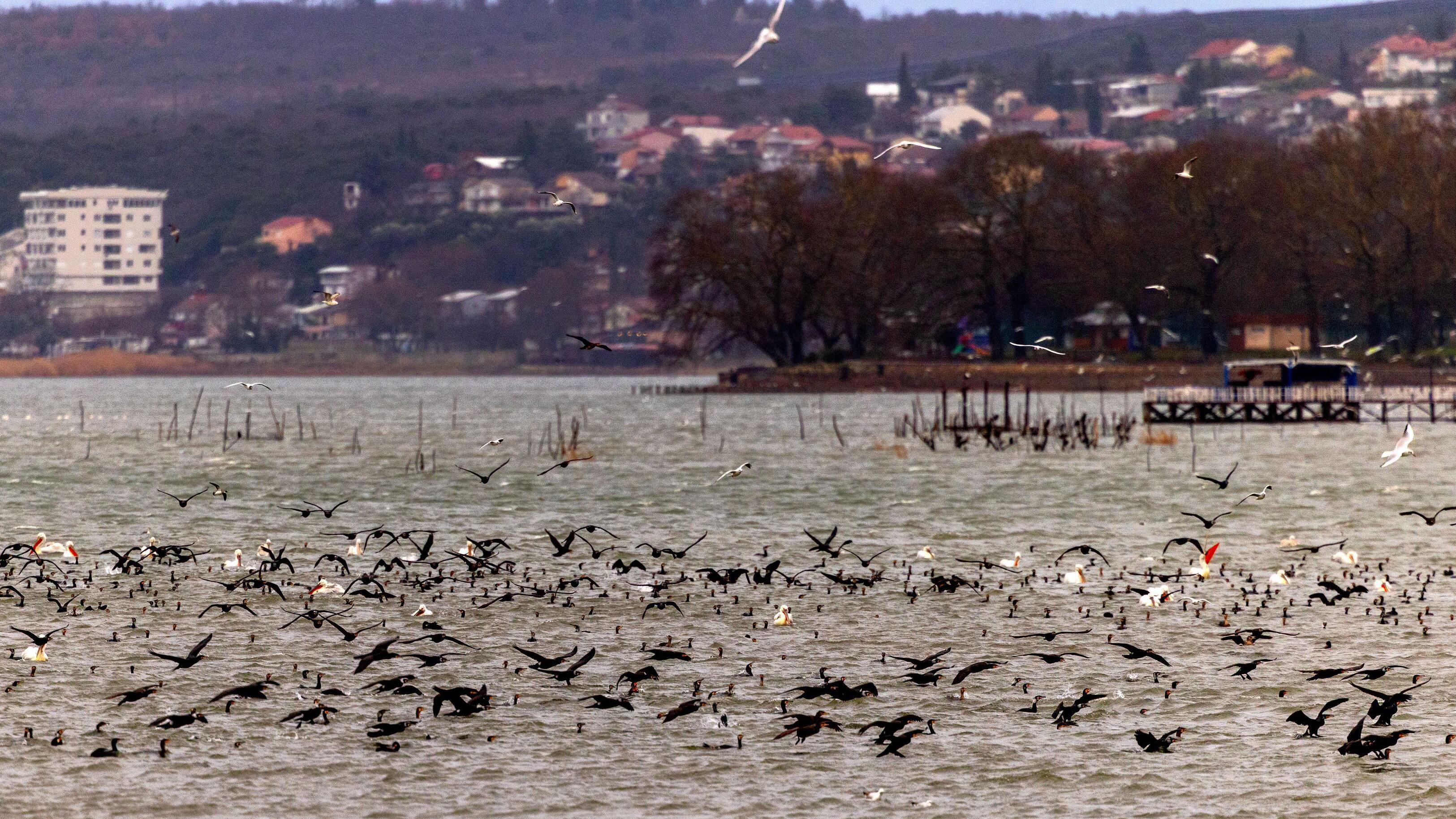 ptice iznad Dorjanskog jezera
