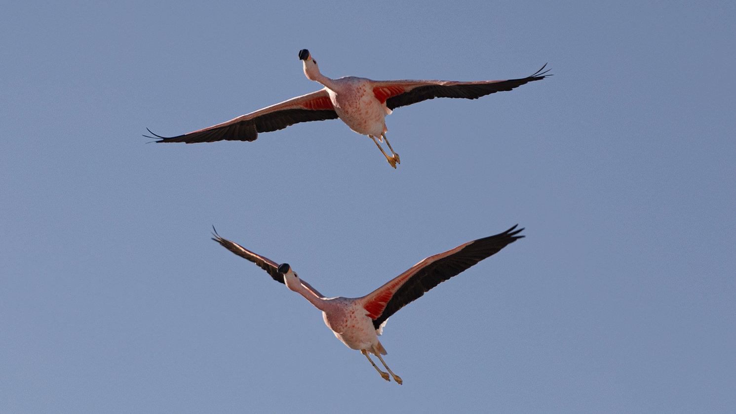 Flamencos volando en la Laguna Chaxa en el salar de Atacama, Chile