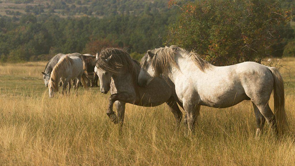 Cavalos selvagens passeiam pela vegetação rasteira, perto de um bosque