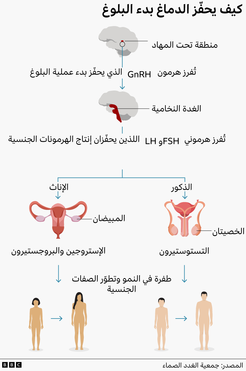 إنفوغرافيك يوضح كيف يطلق الدماغ عملية البلوغ، ما يؤدي إلى زيادة إنتاج الهرمونات الجنسية وظهور الصفات الجنسية