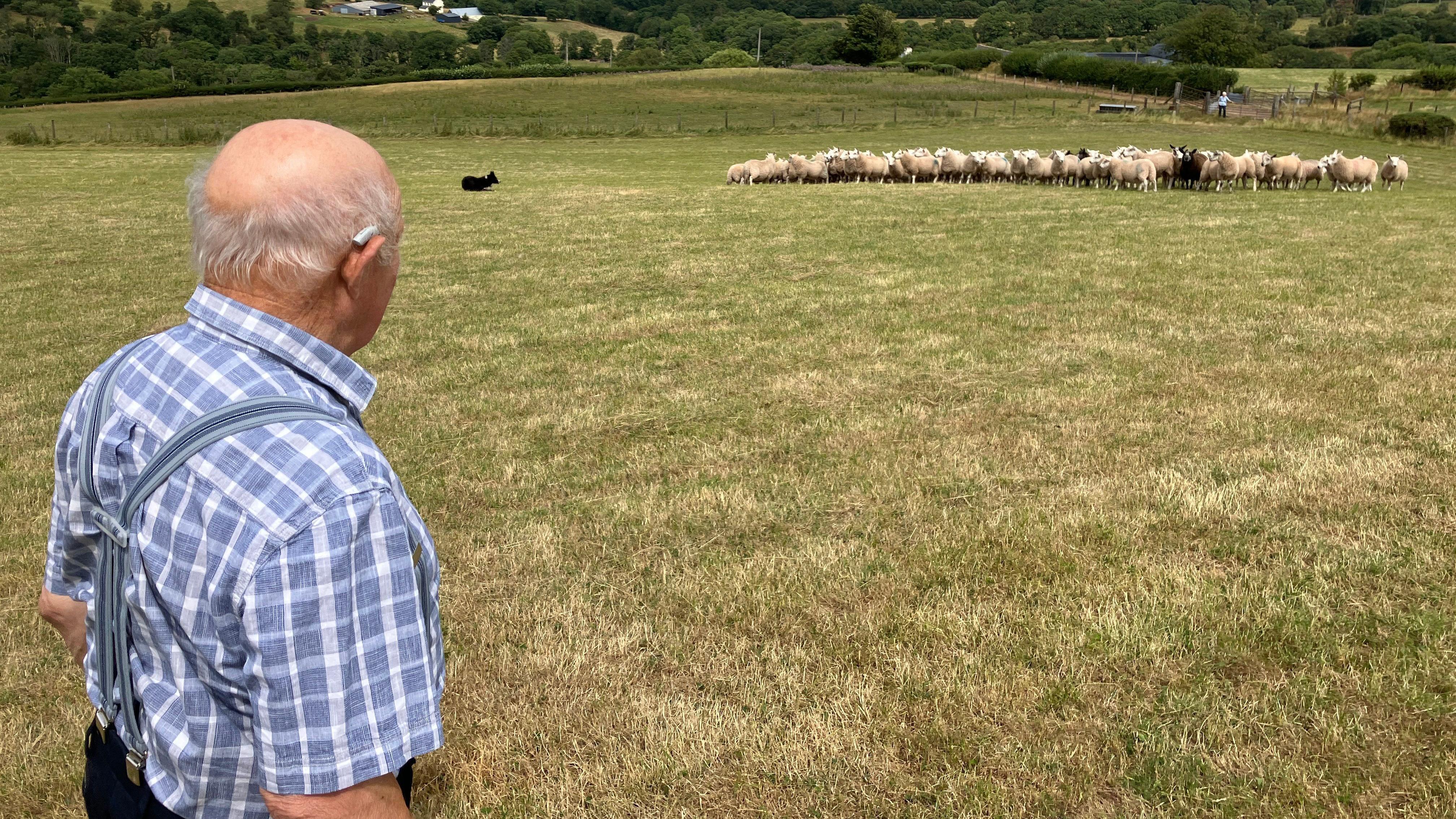Imagen de un anciano con una camisa a cuadros azul, tomada desde detrás de su hombro derecho. Está de pie en un campo de cultivo, observando un rebaño de unos 50 corderos que están siendo reunidos por un perro pastor.