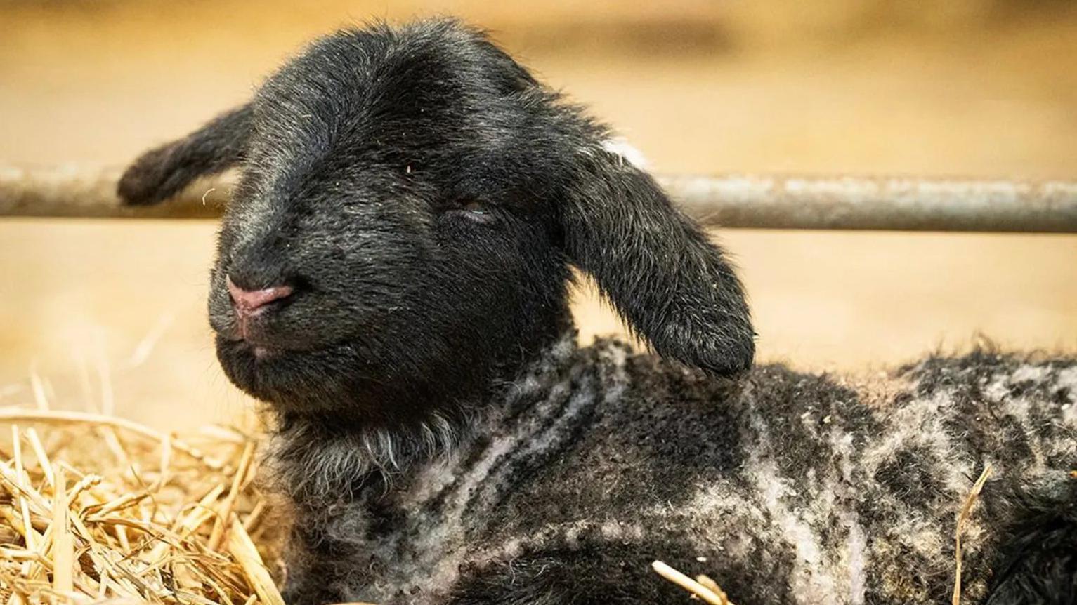 Crno jagnje na senu gleda u kameru