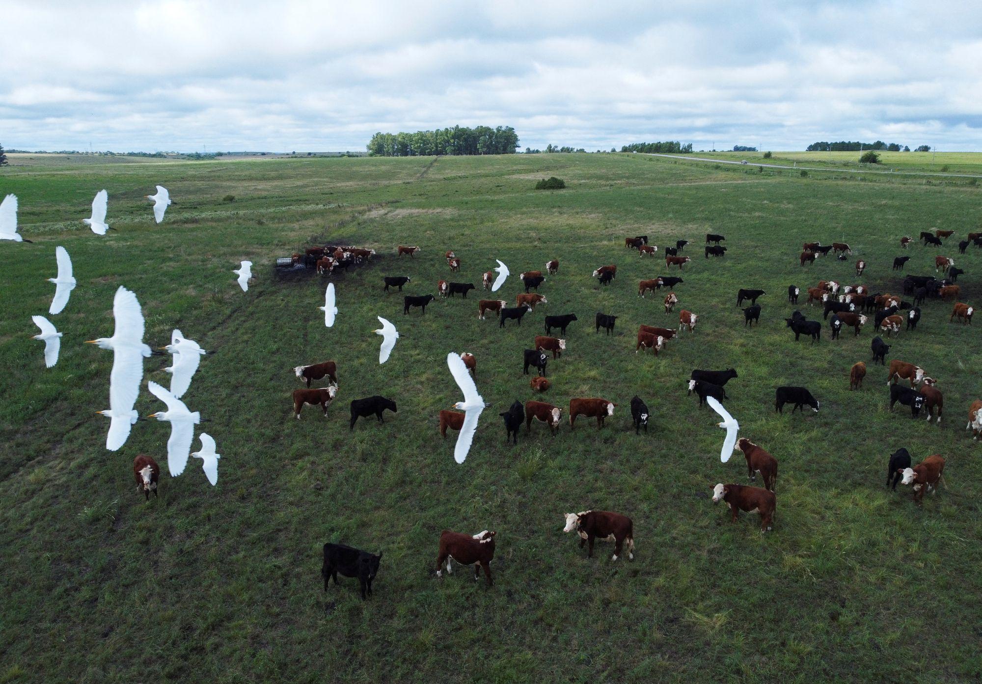 Vista aérea de un campo con vacas en Uruguay