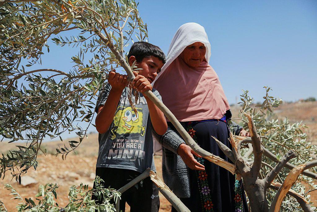 رضا العدرا وصبي يفحصان شجرة زيتون معطوبة في الديرات، الضفة الغربية، في 24 مايو/أيار 2025