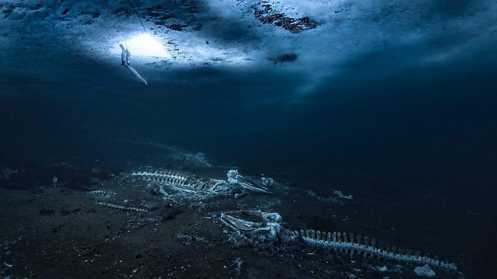 Foto de cadáveres de ballenas bajo el mar