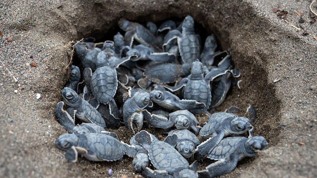 Tortugas verdes en su nido de arena