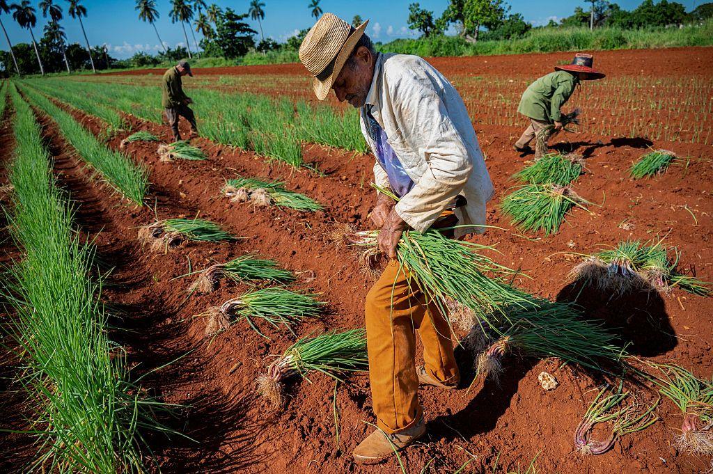 La guerra en Irán pone en riesgo miles de millones de comidas alrededor del mundo, advierte uno de los mayores productores de fertilizantes