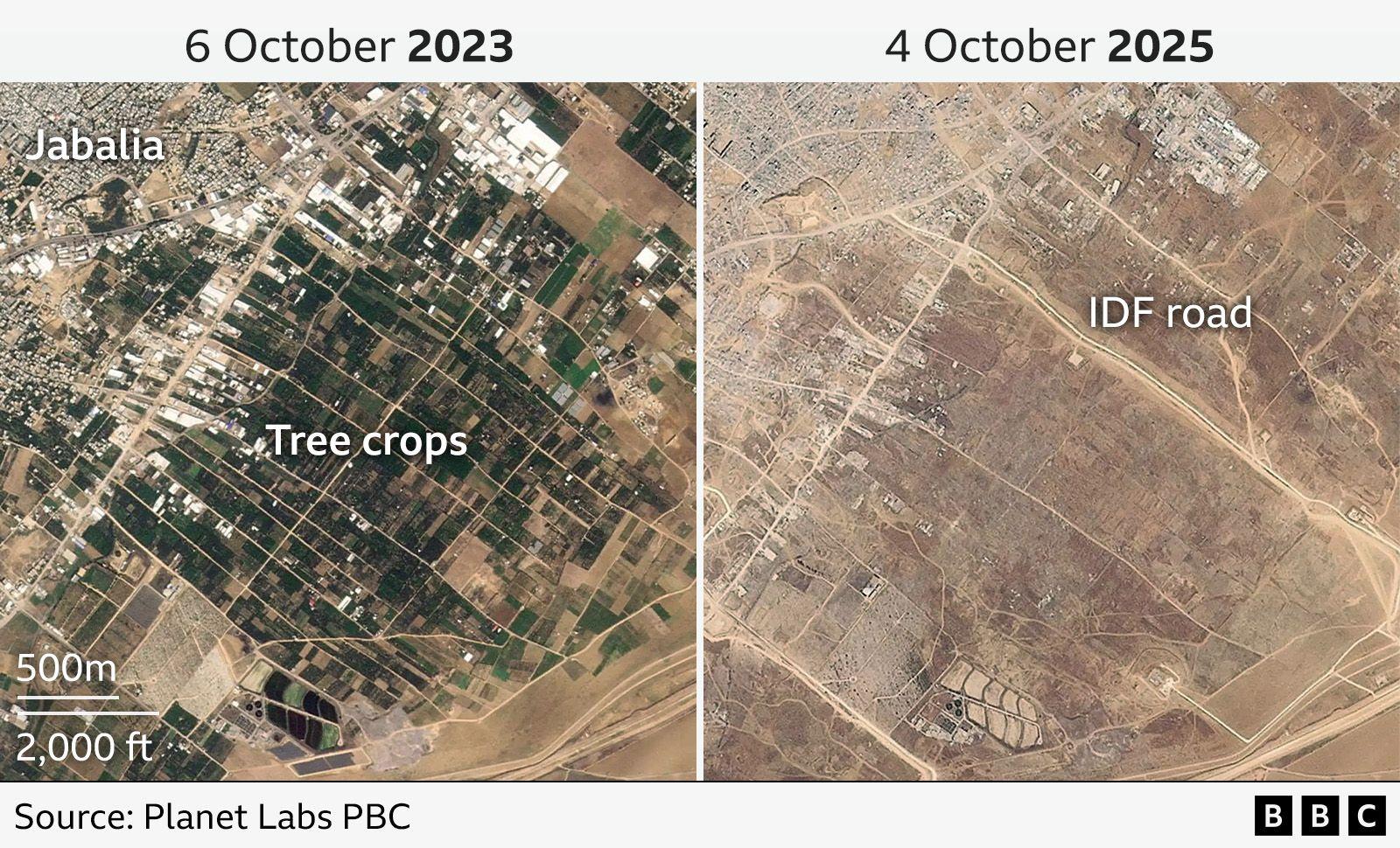 Two satellite images show an area east of Jabalia. The 6 October 2023 image shows tree crops in green covering a large part of the image, while the 4 October 2025 image shows bare brown soil and a new IDF road.
