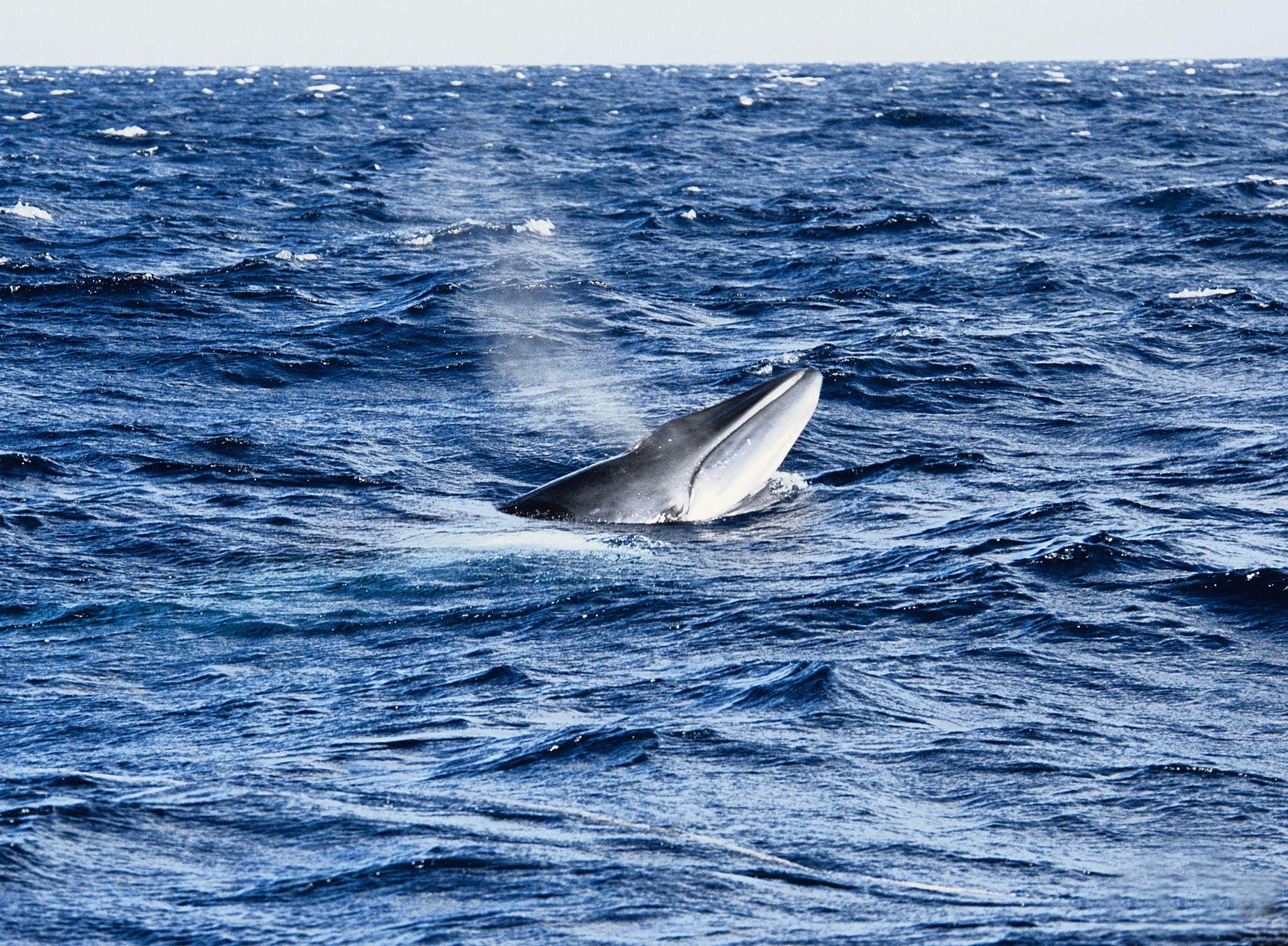 Ballena Minke