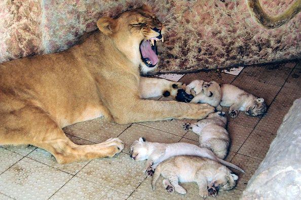 Lion