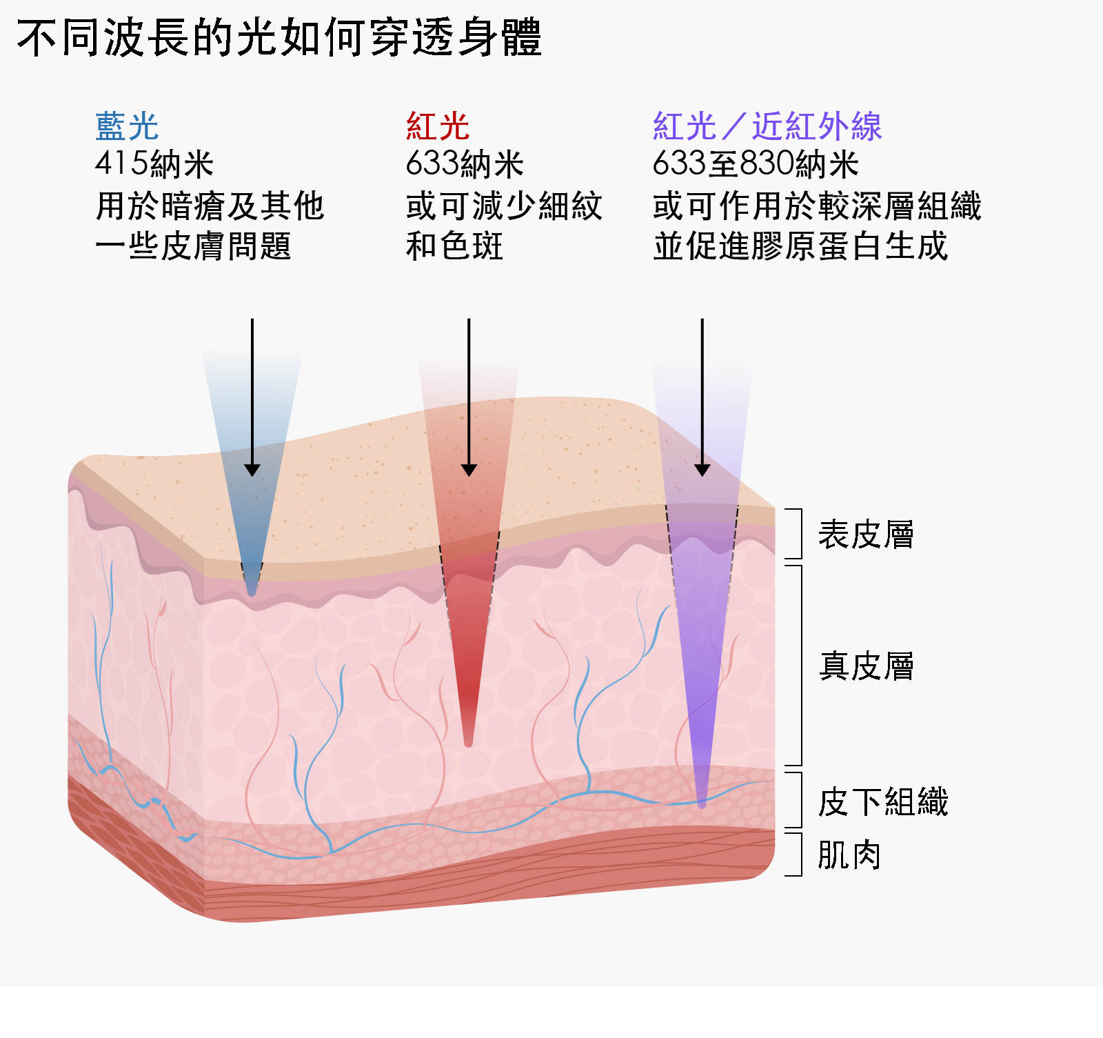 插圖顯示不同波長的光如何穿透皮膚。波長415納米的藍光可到達皮膚表層，即表皮層，圖中標示它可用於暗瘡及其他一些皮膚問題。波長633納米的紅光可穿透至身體較深處，進入稱為真皮層的區域，圖中標示它或可減少細紋和色斑。波長介乎633至830納米的紅光及近紅外線可到達身體的皮下組織層，圖中標示它或可作用於較深層組織並促進膠原蛋白生成。