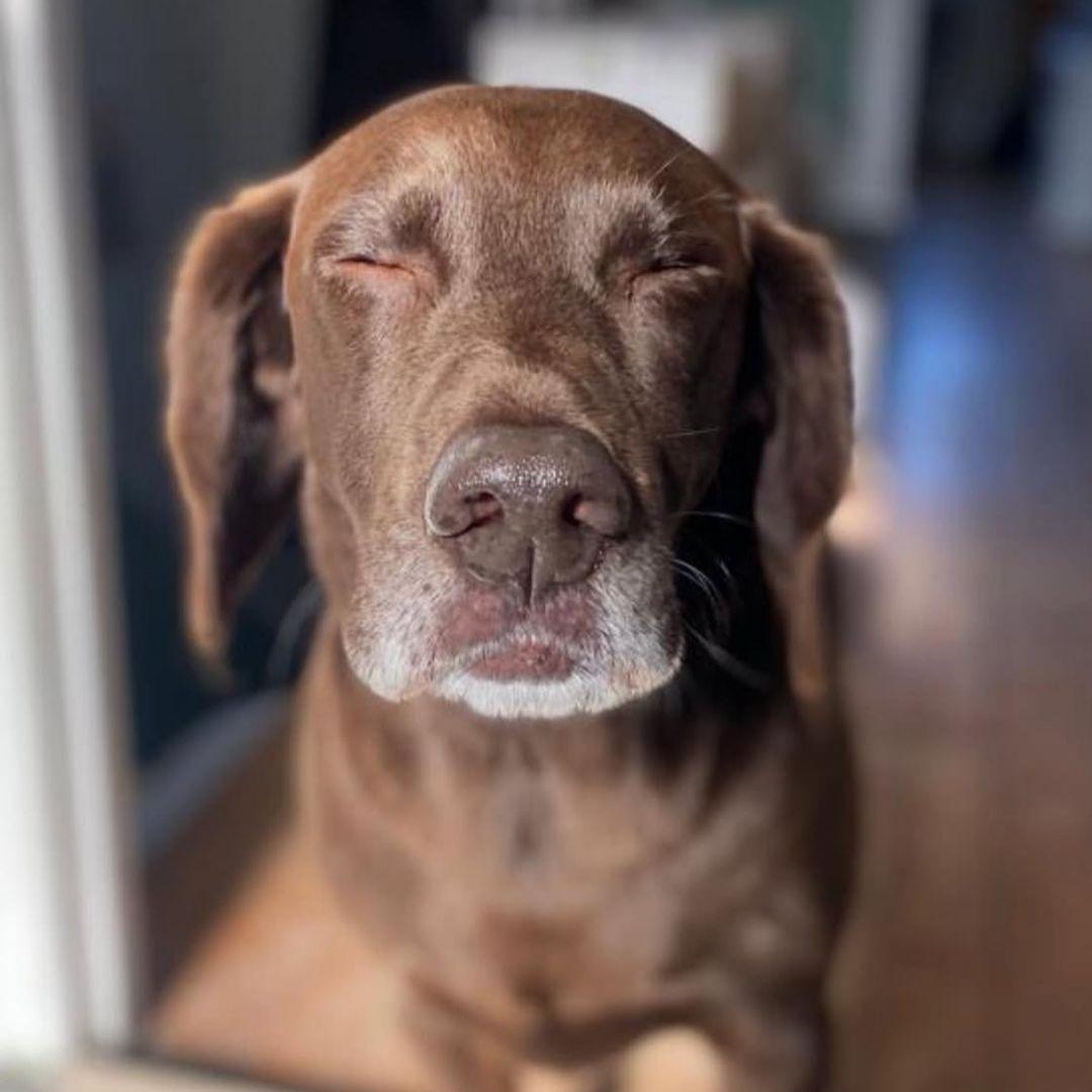 Tommy, el perro, mirando a la cámara