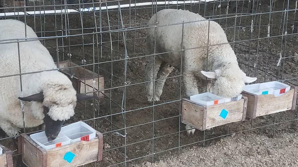 Oveja eligiendo qué comer de diferentes bateas