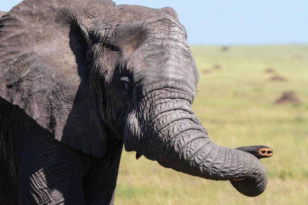 Un elefante sin colmillos
