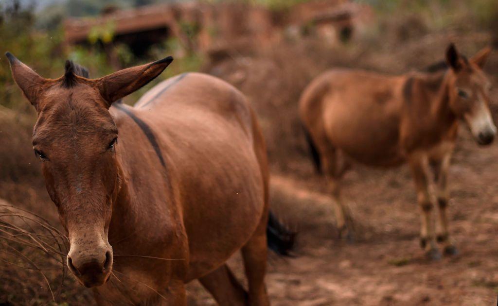 Jumentos em Bento Rodrigues, Mariana, Minas Gerais