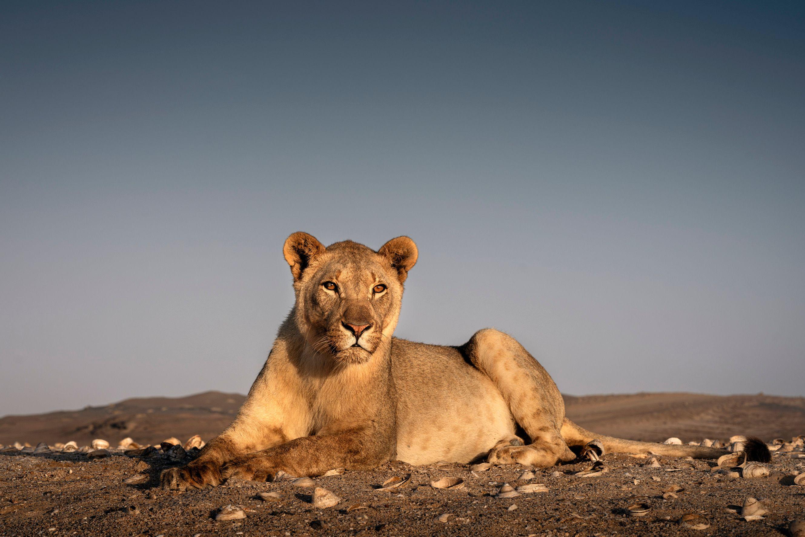 Un león del desierto en Namibia en las costas del Atlántico.