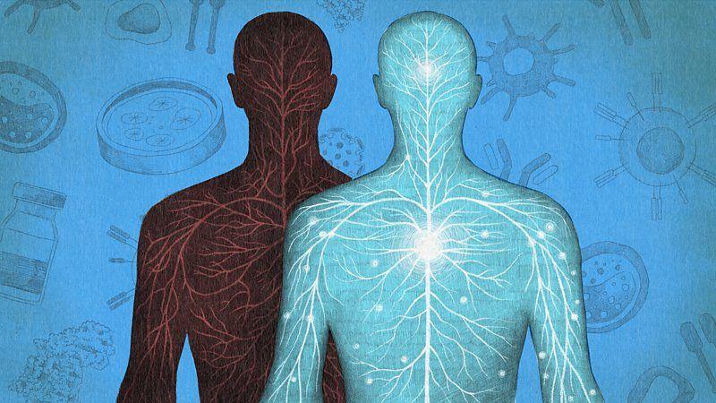 Ilustra&ccedil;&atilde;o de dois corpos humanos em p&eacute;, da cintura para cima, mostrando seus vasos sangu&iacute;neos