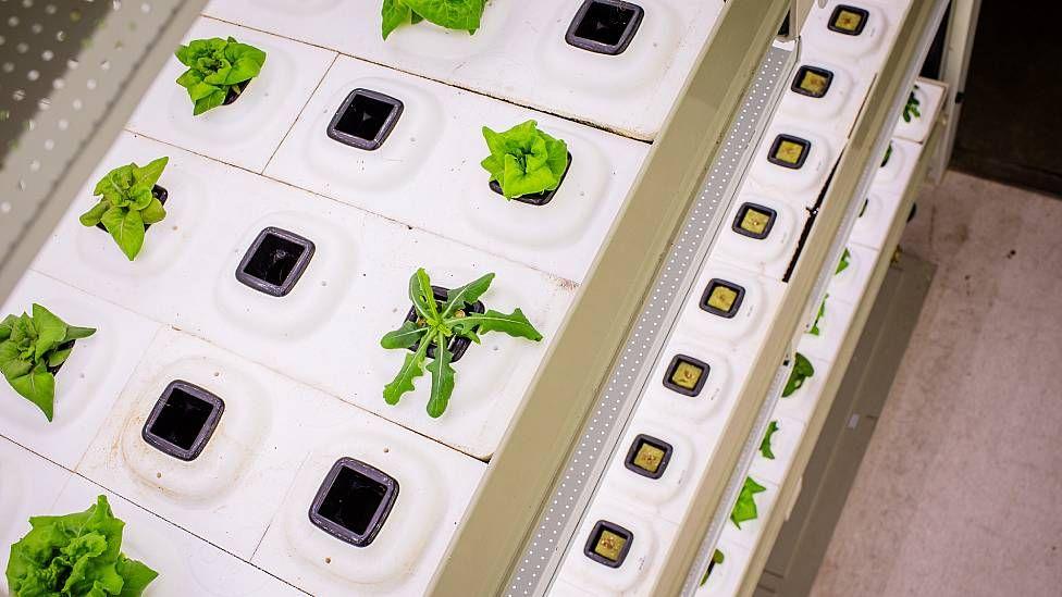 Pequeñas plantas creciendo en sustratos con hidroponía