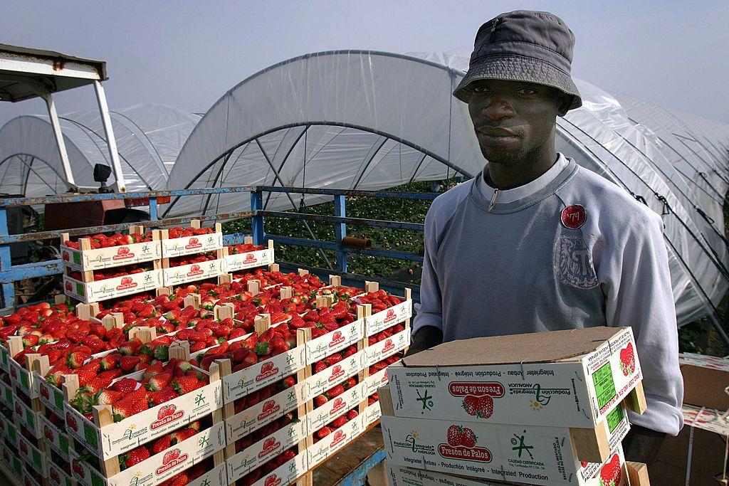 Persona recogiendo fresas