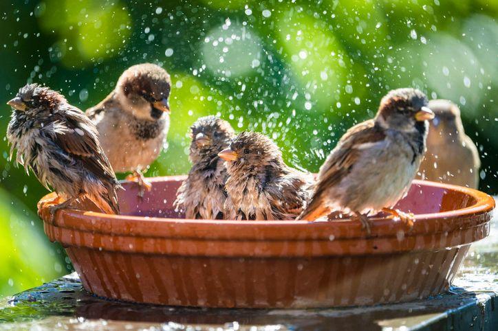 House sparrows bathing and splashing water in a birdbath on a hot summer day.