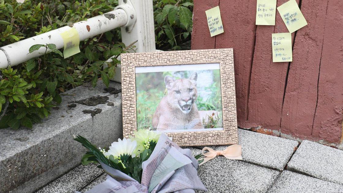 2018년 대전 오월드 동물원을 탈출했다가 사살된 퓨마 '뽀롱이'를 추모하는 영정사진과 꽃이 놓여 있다