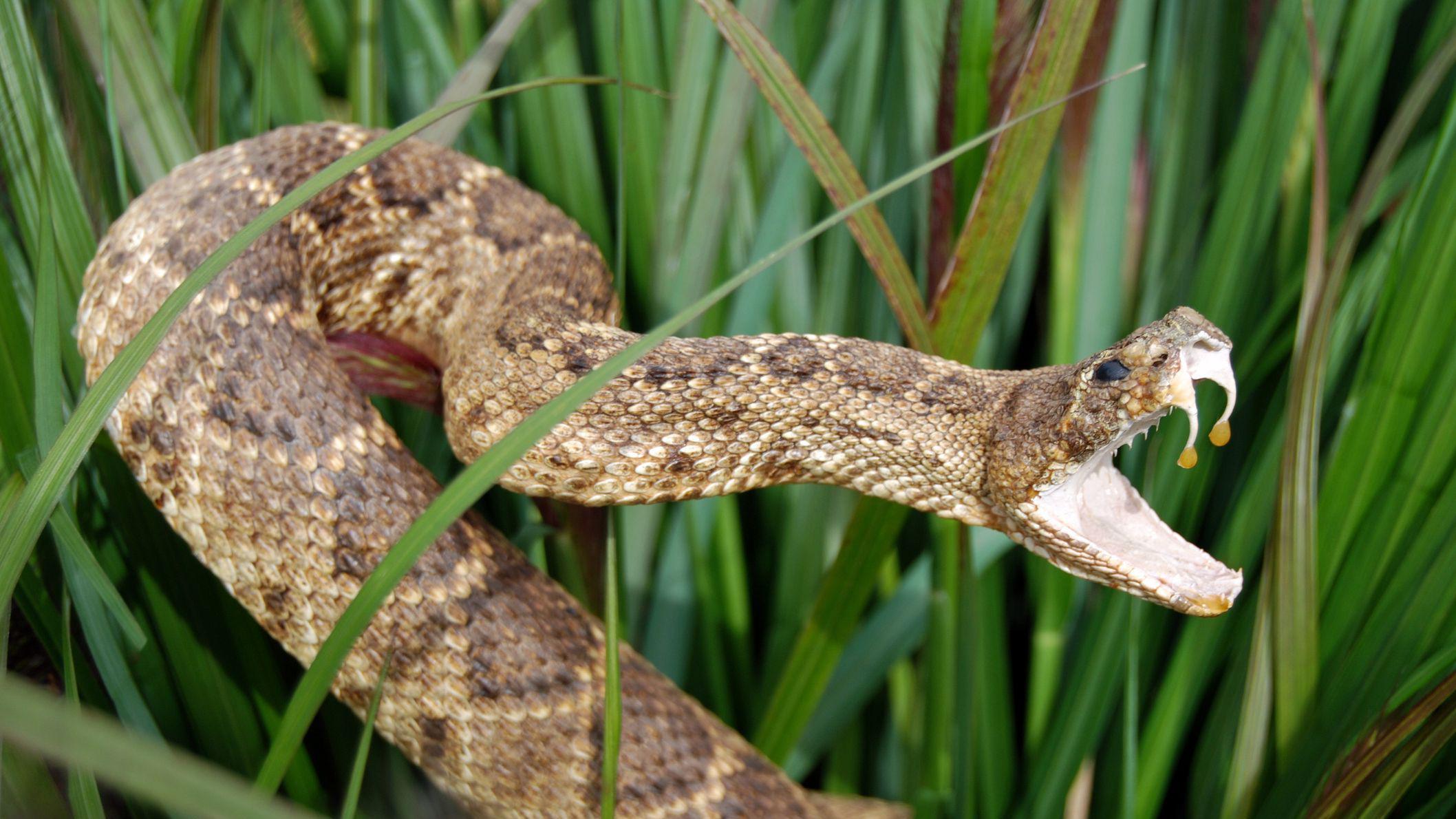 Serpiente venenosa