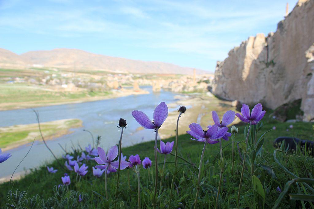 Río Tigris en el fondo y flores violeta en primer plano