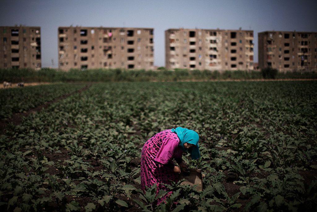 صورة لمصرية تعمل في الزراعة في مصر