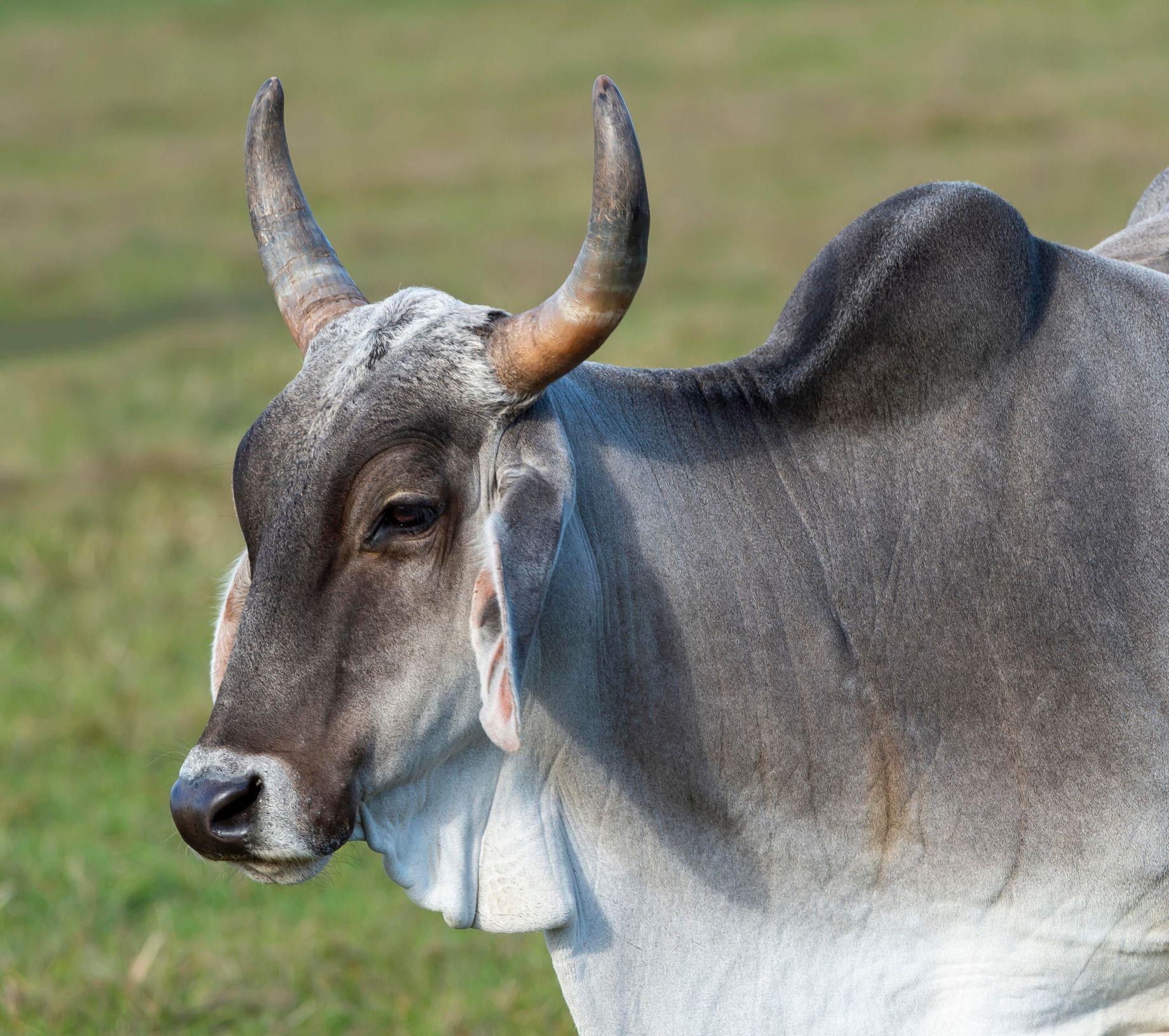 Una vaca cebú