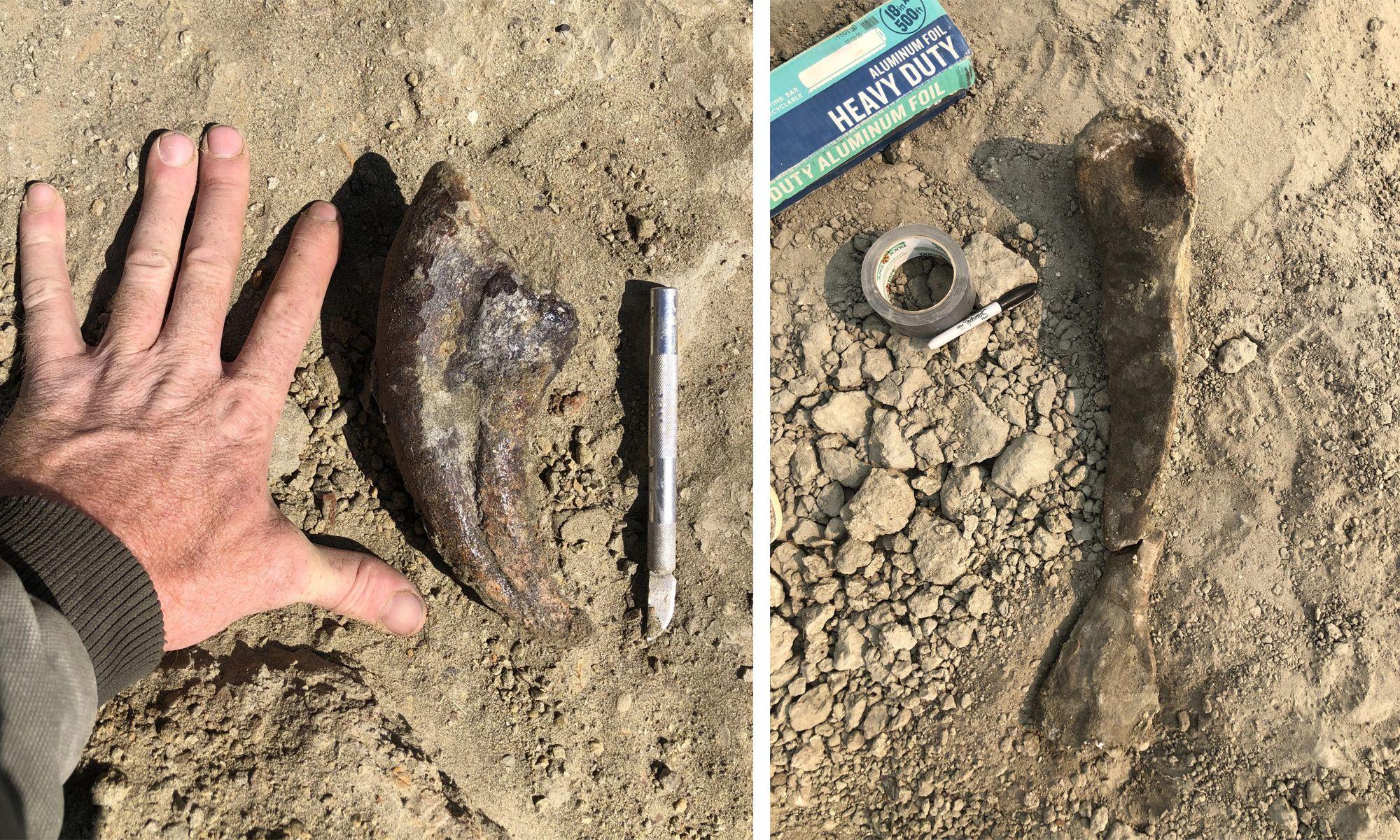 Da li bi ovaj tiranosaurus reks mogao da postane najskuplji dinosaurus na svetu 5 dve fotografije iskopanih kosti jedna fotografije kandže i druga fotografija metatarzalne kosti