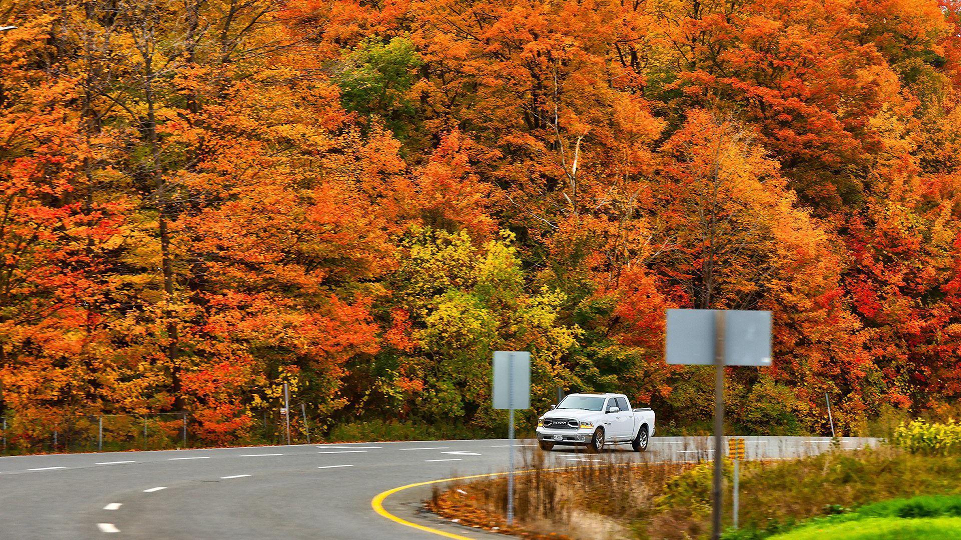 秋季林地景觀，樹葉呈現褐色與暗紅色，部分植物葉片則為黃色