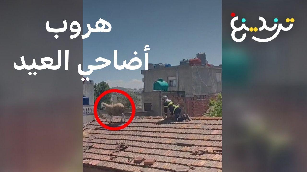 من المغرب إلى الجزائر فيديوهات طريفة لهروب أضاحي العيد 