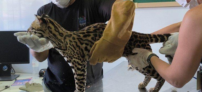 Jaguatirica é cuidada por servidores do Ibama