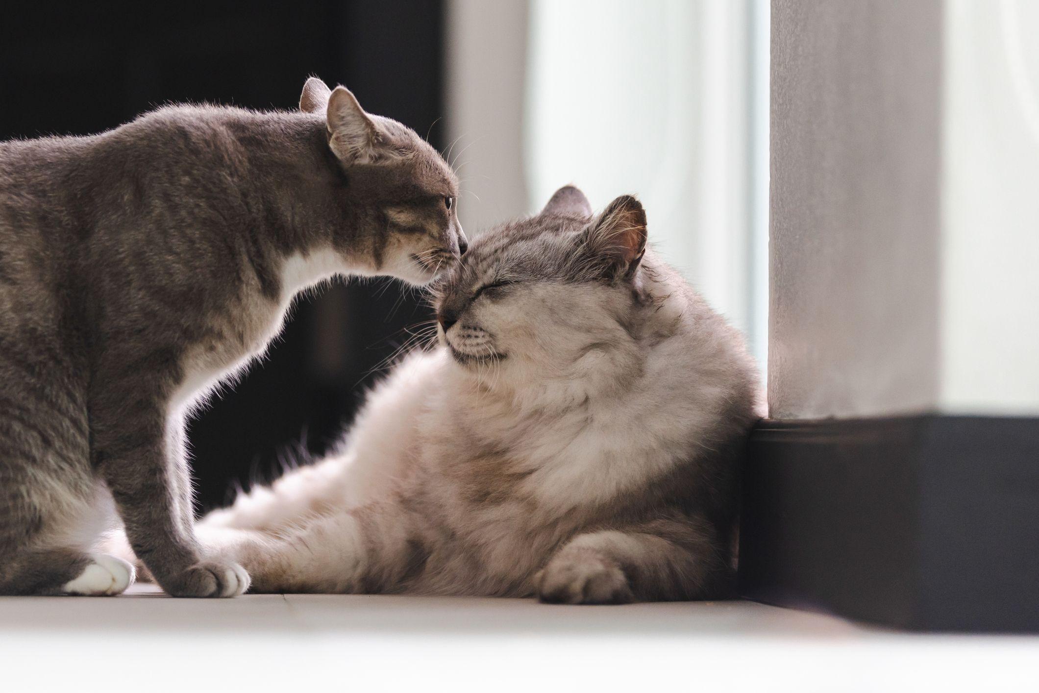 Gatos interagindo