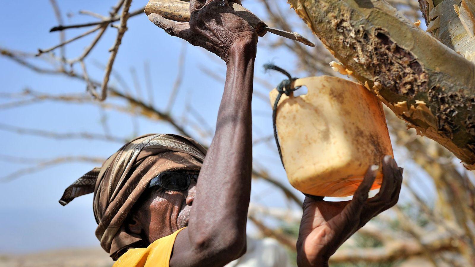 Un agricultor recoge "lágrimas" de incienso de un árbol de Boswellia.