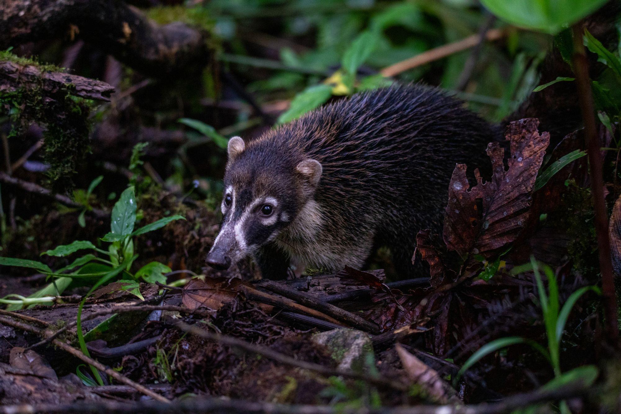 Un coatí