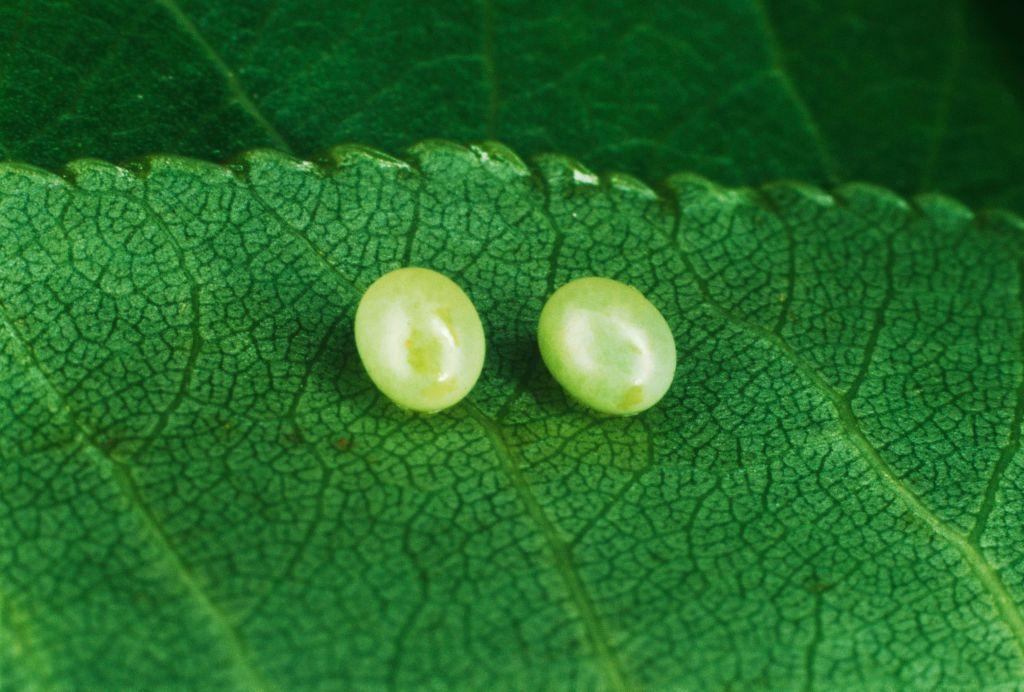 Dos huevos de polilla