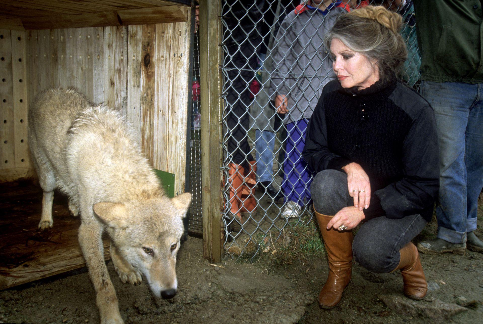 Brigitte Bardot observando um dos 50 lobos h&uacute;ngaros que resgatou e transferiu para o parque natural de Gevaudan, em Marvejols, Fran&ccedil;a.
