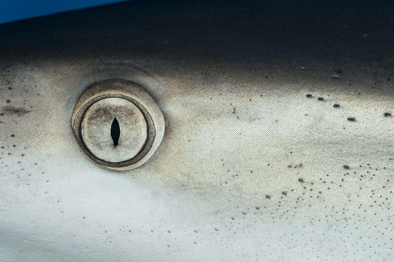 Ojo de tiburón