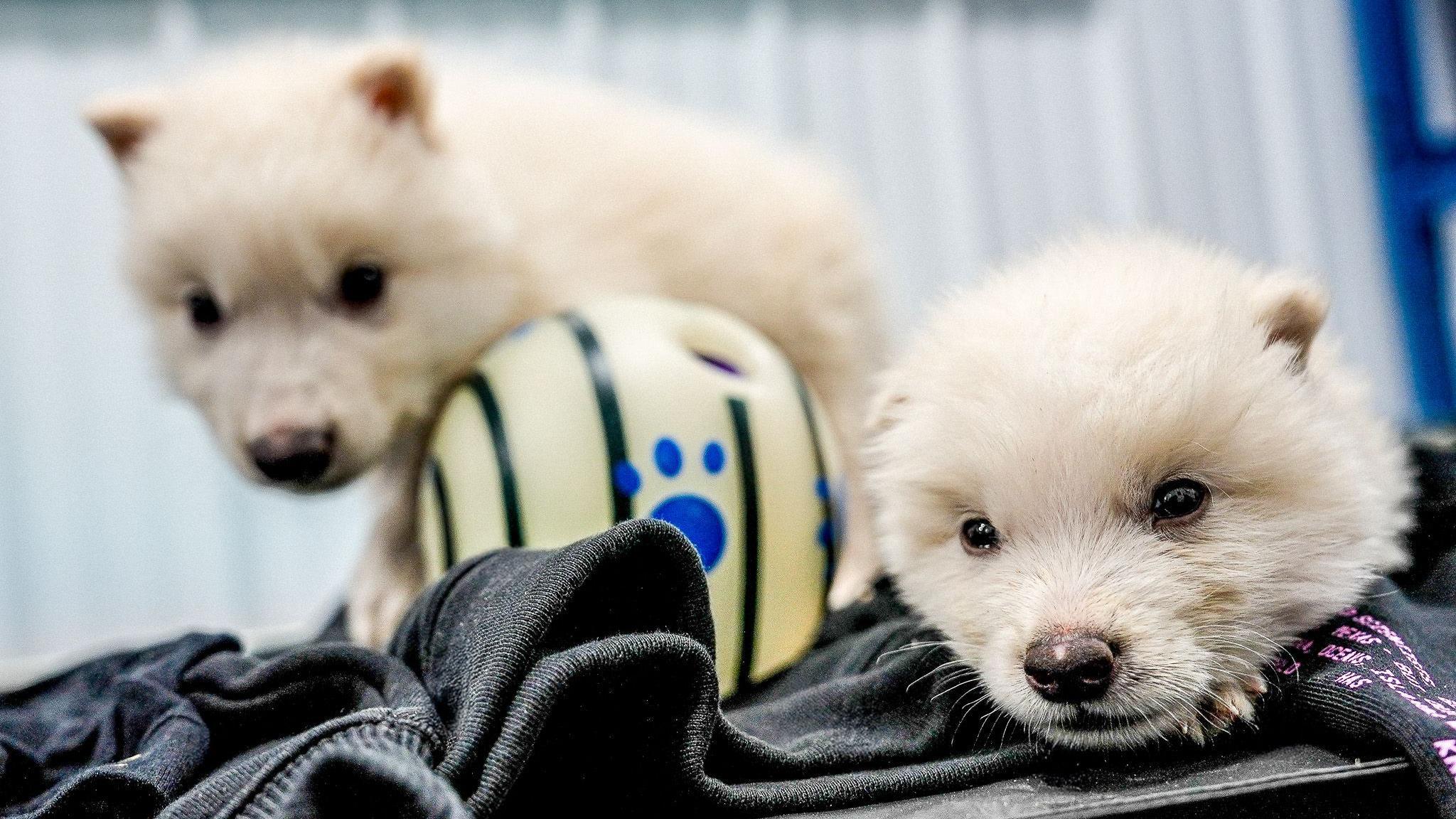 Dois filhotes de lobo, com um mês de idade, deitados em um cobertor