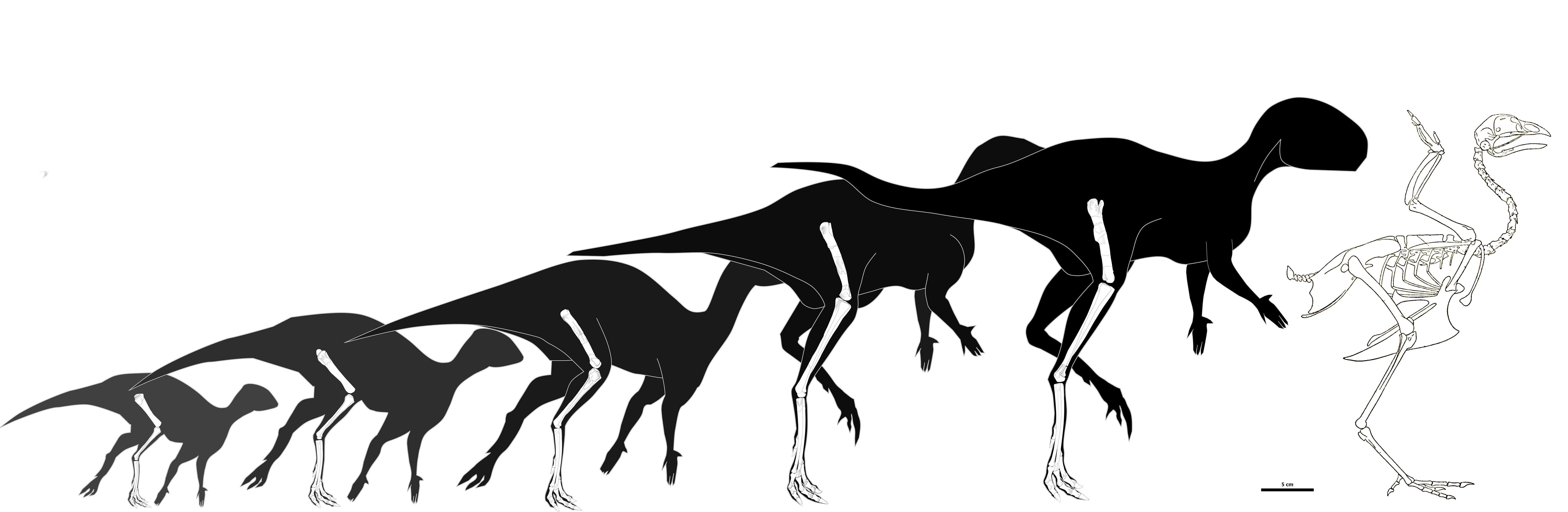 Un gráfico que muestra la silueta de un dinosaurio cuyo tamaño aumenta de izquierda a derecha. En el extremo derecho se ve el esqueleto de un pollo, de un tamaño similar al de la Foskeia más grande.