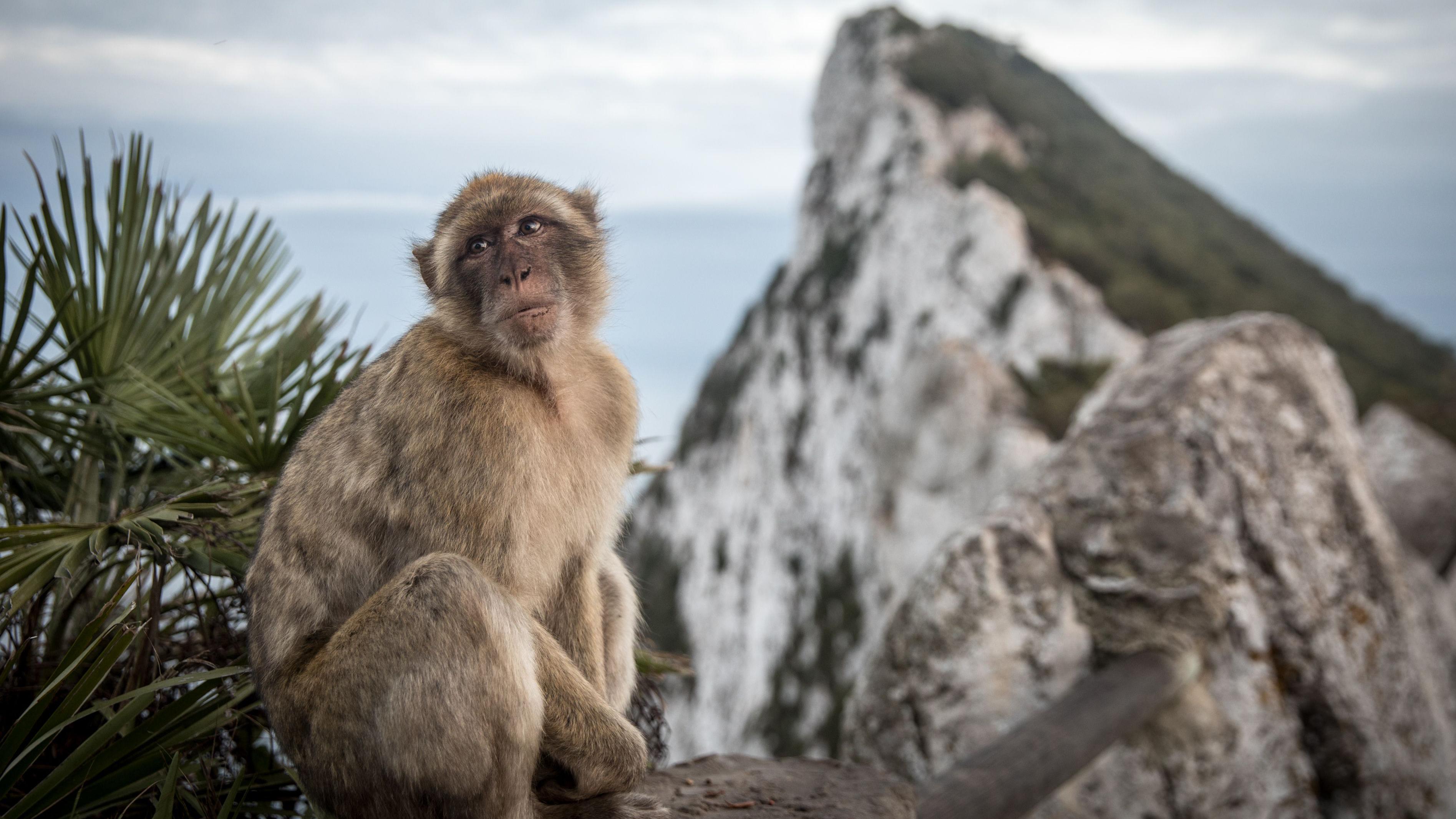 Mono de Gibraltar