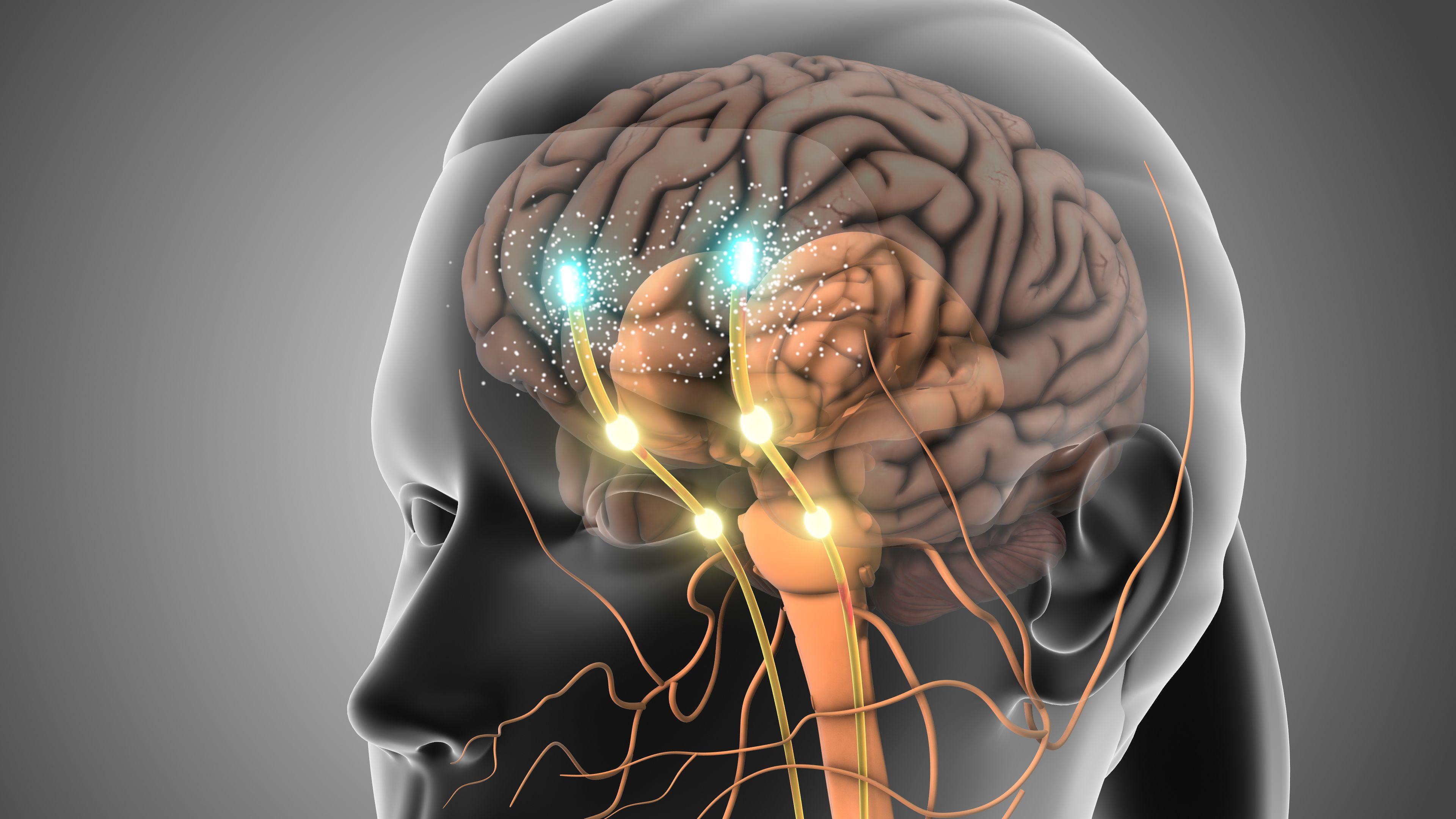 Gráfico de un cerebro masculino con zonas iluminadas que representan los estímulos hormonales