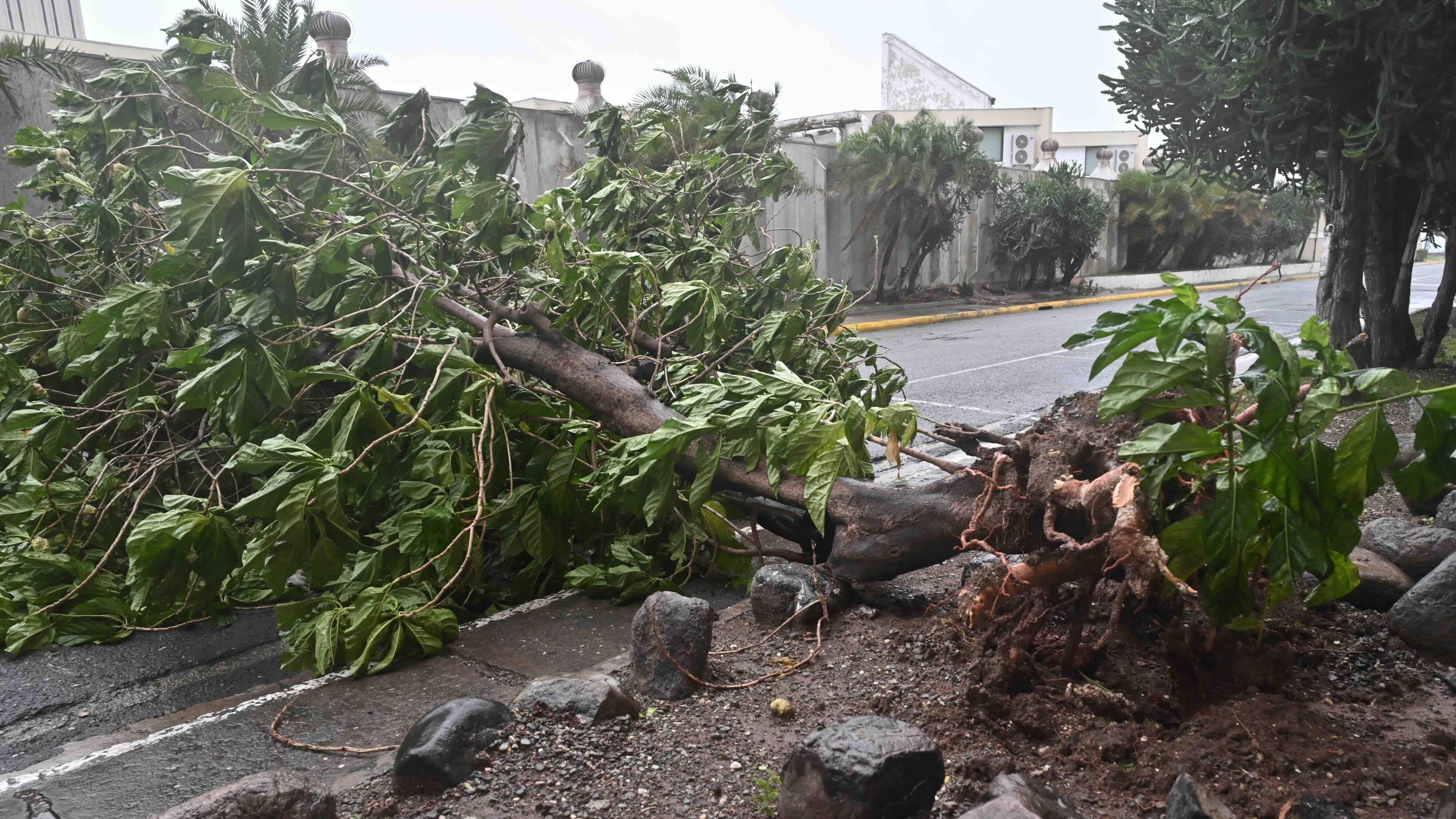 Un árbol caído en una calle de Kingston.