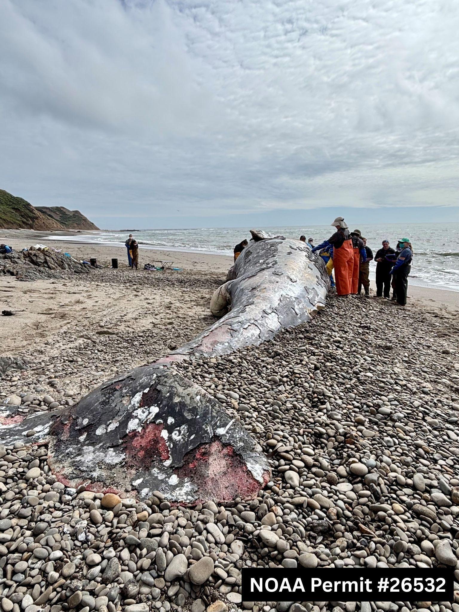 Un equipo de científicos de The Marine Mammal Center, junto con colaboradores de la Academia de Ciencias de California, lleva a cabo una necropsia, o autopsia animal, a una ballena gris macho adulta en el Parque Nacional Costero de Point Reyes el 1 de abril de 2026.
