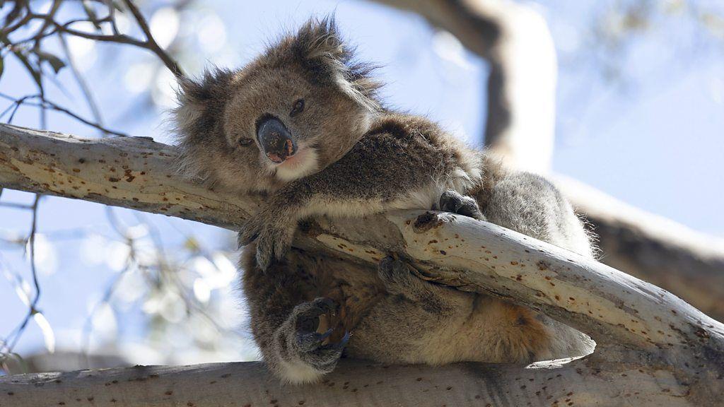 Un koala abraza la rama de un árbol