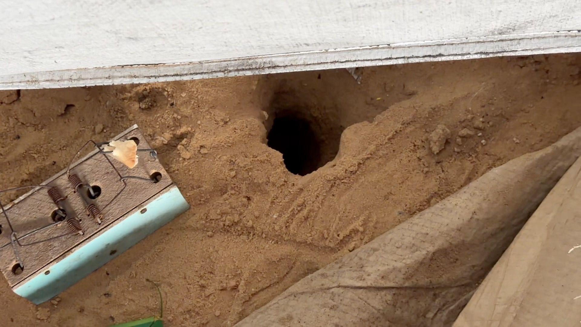  حفرة جرذان داخل خيمة أحد النازحين، وبجانبها مصيدة فئران خشبية.