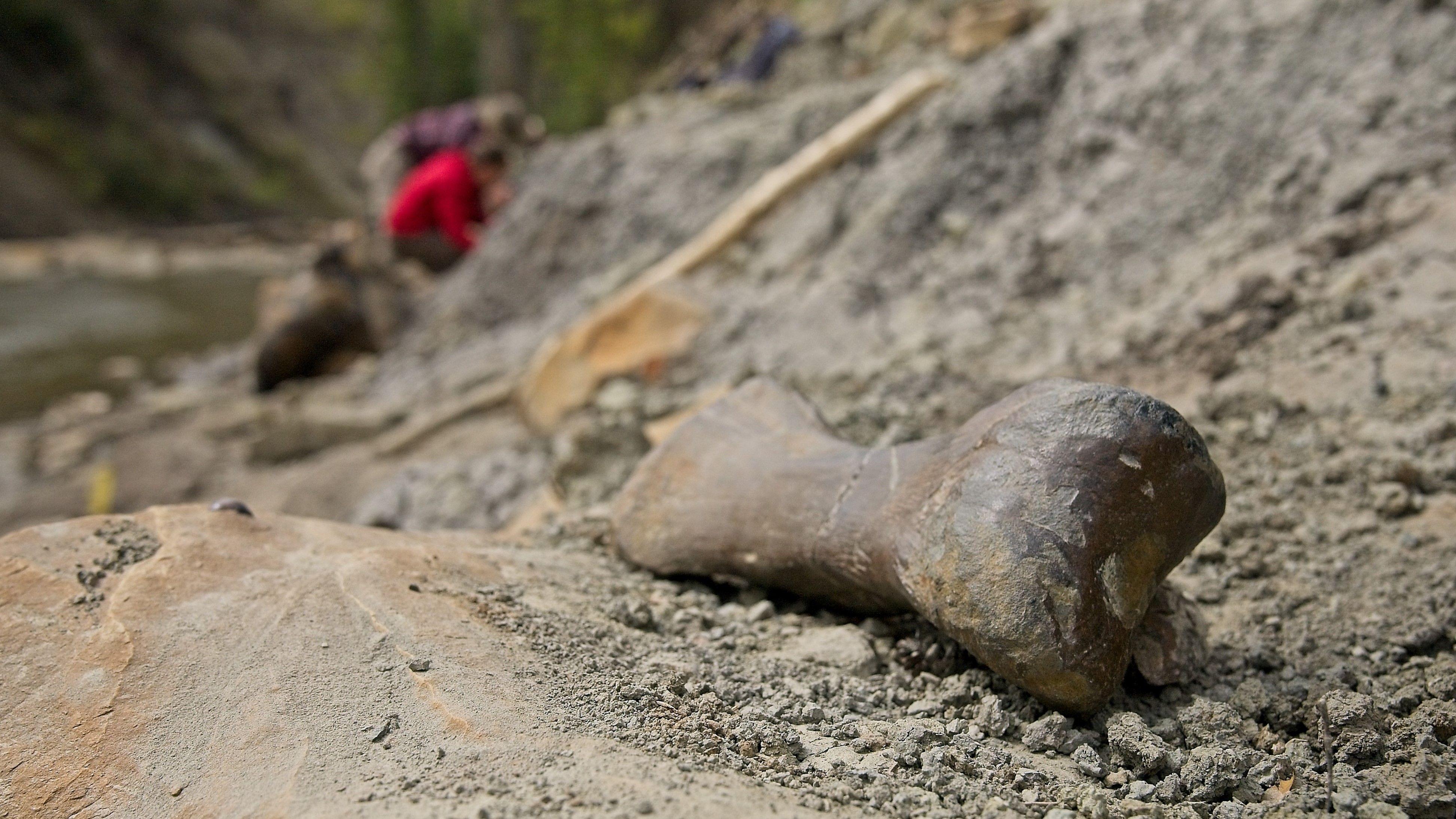 Solving the mystery of a dinosaur mass grave at the River of Death